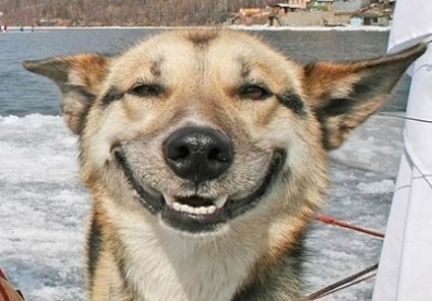 [Image: smiling-dog-2.jpg?w=396&h=281]